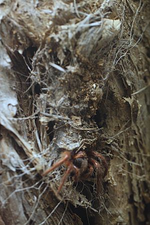 AustralianMuseum spider specimen 22