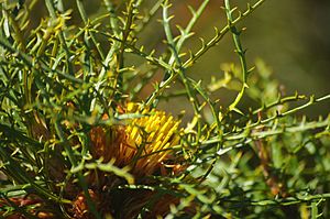 Banksia horrida gnangarra 02.JPG