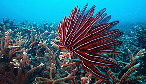 Barren Island feather star and branching coral
