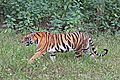 Bengal tiger (Panthera tigris tigris) female