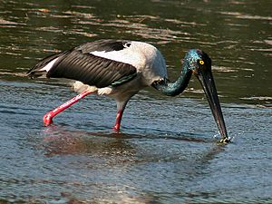Black necked Stork I2-Bharatpur IMG 8536