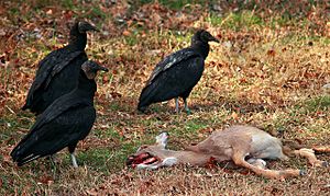 Black vultures over deer carcass