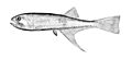 Bonapartia pedaliota