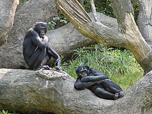 Bonobo-04.jpg