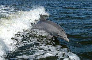 Bottlenose Dolphin KSC04pd0178