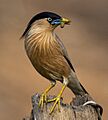 Brahminy starling (Sturnia pagodarum) - 1 (cropped)