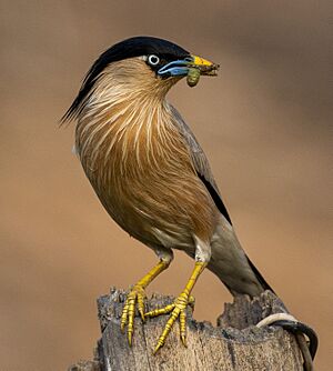 Brahminy starling (Sturnia pagodarum) - 1 (cropped).jpg
