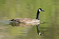 Branta-canadensis-004