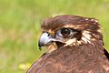 Brown falcon1444