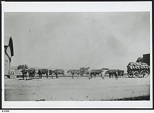 Bullock Team, Farrell Flat, South Australia, 1911