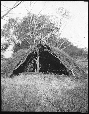 Bush dwelling or wiltja in outback Australia, ca. 1940 - C. Duguid (19739767798)