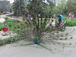 Calgary Zoo Peacock 2