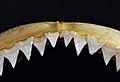 Carcharhinus longimanus upper teeth