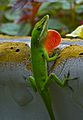 Carolina anole (Anolis carolinensis) with red throat expanded