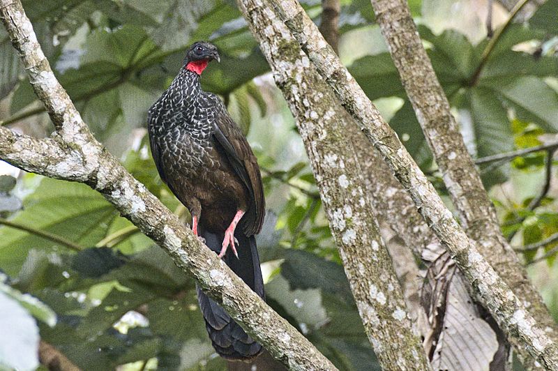 Cauca Guan