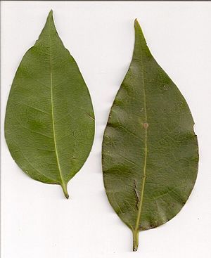 Celtis paniculata leaf scan.jpg