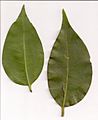 Celtis paniculata leaf scan