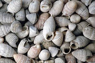 Cerion watlingense land snail shells (modern; northeastern San Salvador Island, eastern Bahamas) (15043406837)
