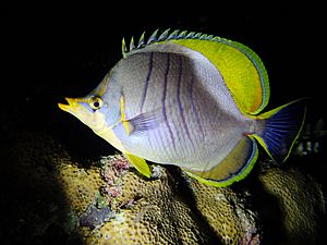 Chaetodon xanthocephalus nuit.jpg