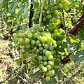 Chasselas grapes Satigny