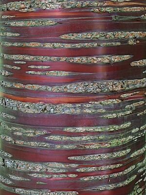 Chesters Walled Garden - trunk of the Tibetan cherry tree - geograph.org.uk - 1461261