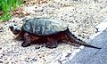 Common Snapping Turtle 1994