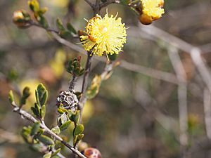 Conothamnus aureus (leaves flowers and fruit).jpg