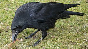 Corvus corone Rabenkrähe 1