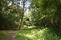 Curtismill Green 17
