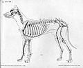 Dog anatomy lateral skeleton view