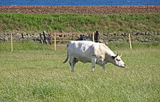 Doonies Rare Breeds Farm, with North Sea in background - geograph.org.uk - 560974