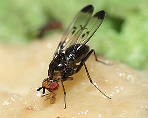 Drosophila silvestris Kilohana 5161a.jpg