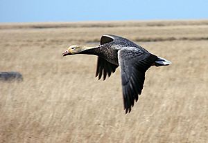 Emperor Goose in flight