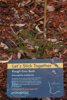 Eremophila scaberula gnangarra