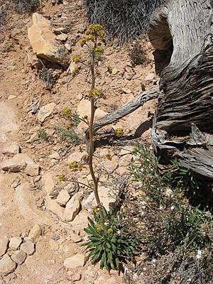 Eriogonum alatum.jpg