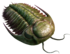 Estonian Museum of Natural History - trilobite - Hydrocephalus.png