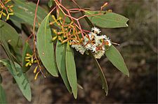 Eucalyptus behriana flowers