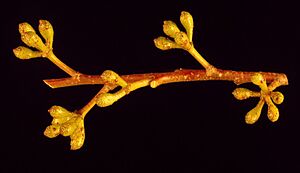 Eucalyptus fraxinoides buds