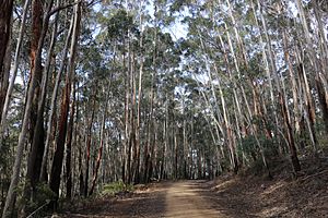 Eucalyptus fraxinoides on Fastigata road.jpg