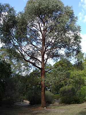 Eucalyptus radiata.jpg