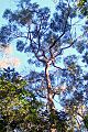 Eucalyptus resinifera Chatswood West