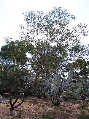 Eucalyptus roycei.jpg