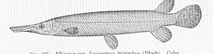 FMIB 51734 Alligator-gar, Lepisosteus tristaechus (Bluch) Cuba.jpeg