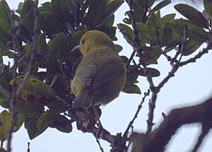 Female ʻAnianiau.jpg