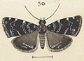 Fig 30 MA I437894 TePapa Plate-XXXIII-The-butterflies full (cropped)