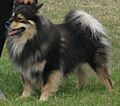 Finnish Lapphund Glenchess Revontuli