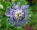 Flickr - ggallice - Passiflora, Gainesville