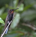 Florisuga fusca-7