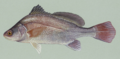 Freshwaterdrum