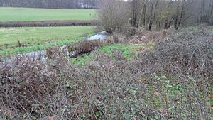 Frogmore Meadows and River Chess 1